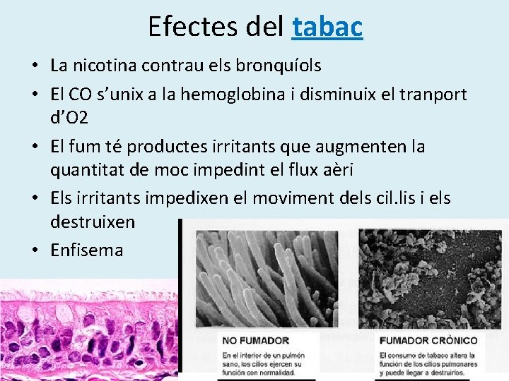 Efectes del tabac • La nicotina contrau els bronquíols • El CO s’unix a Efectes del tabac • La nicotina contrau els bronquíols • El CO s’unix a