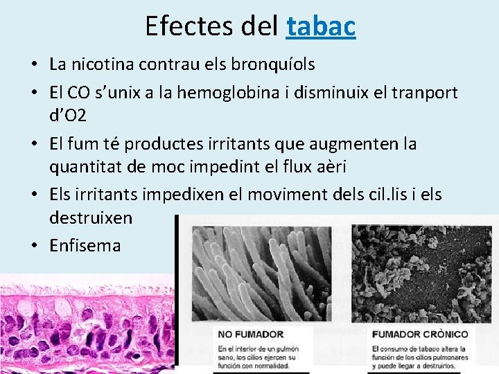 Efectes del tabac • La nicotina contrau els bronquíols • El CO s’unix a