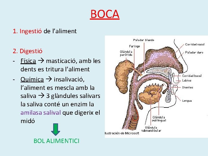 BOCA 1. Ingestió de l’aliment 2. Digestió - Física masticació, amb les dents es