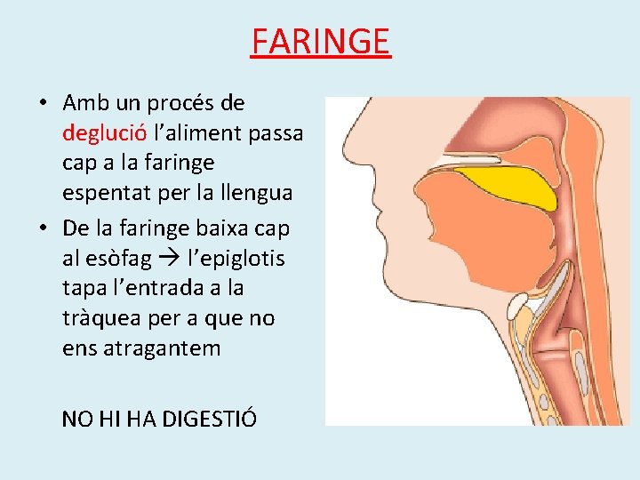 FARINGE • Amb un procés de deglució l’aliment passa cap a la faringe espentat FARINGE • Amb un procés de deglució l’aliment passa cap a la faringe espentat