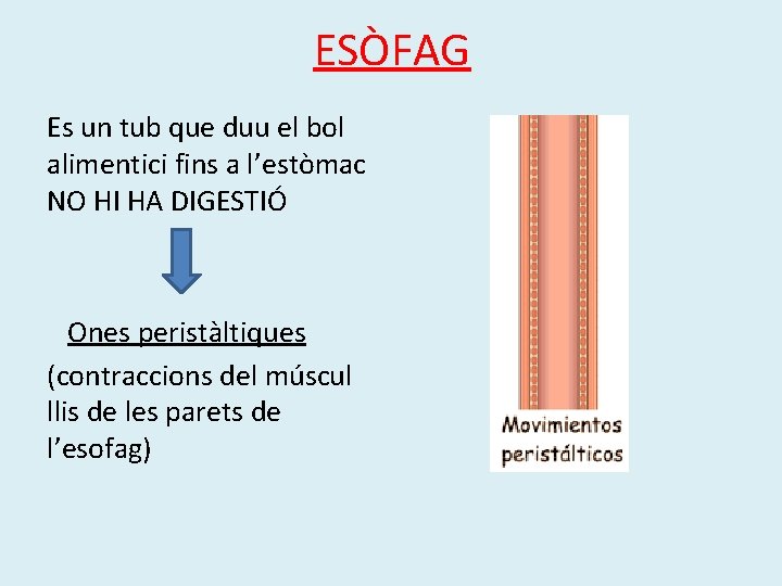 ESÒFAG Es un tub que duu el bol alimentici fins a l’estòmac NO HI ESÒFAG Es un tub que duu el bol alimentici fins a l’estòmac NO HI
