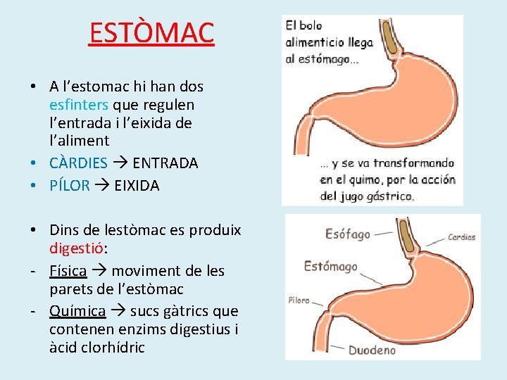 ESTÒMAC • A l’estomac hi han dos esfinters que regulen l’entrada i l’eixida de ESTÒMAC • A l’estomac hi han dos esfinters que regulen l’entrada i l’eixida de