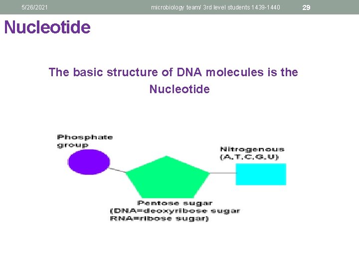 5/26/2021 microbiology team/ 3 rd level students 1439 -1440 Nucleotide The basic structure of