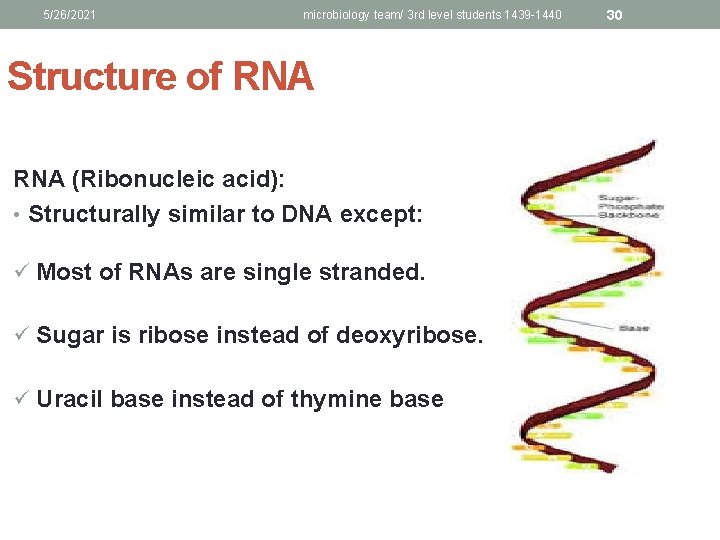 5/26/2021 microbiology team/ 3 rd level students 1439 -1440 Structure of RNA (Ribonucleic acid):