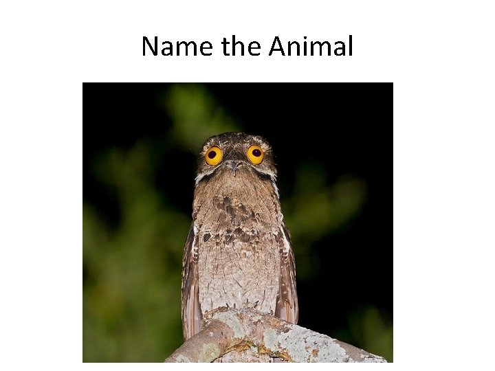 Name the Animal 