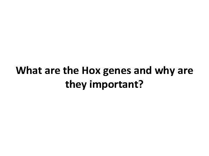 What are the Hox genes and why are they important? 
