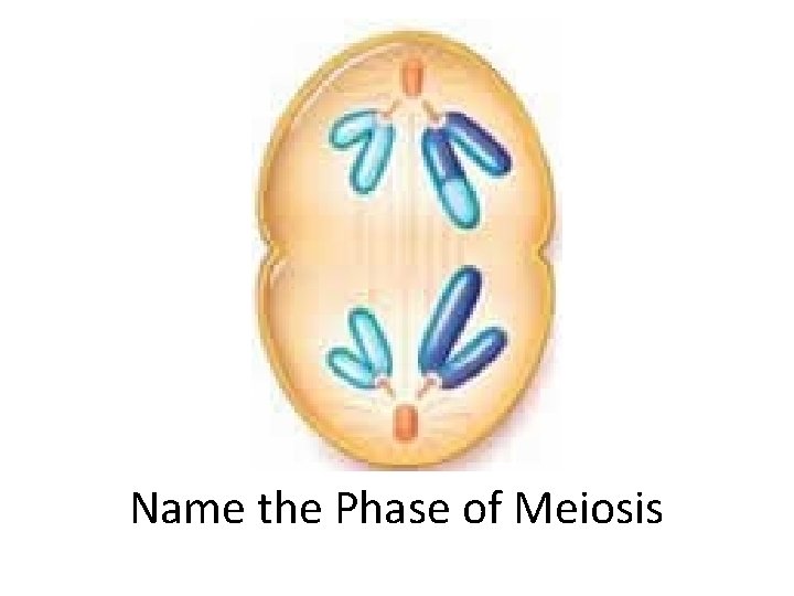 Name the Phase of Meiosis 