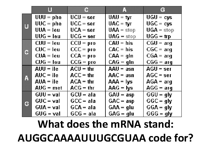 What does the m. RNA stand: AUGGCAAAAUUUGCGUAA code for? 