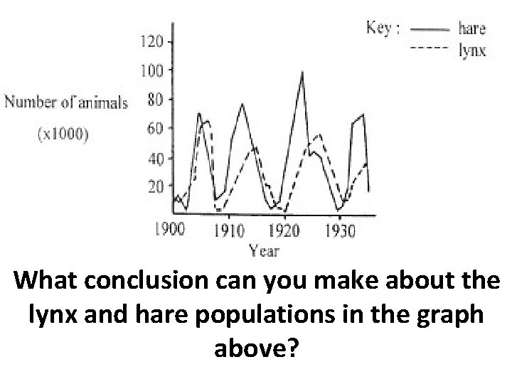 What conclusion can you make about the lynx and hare populations in the graph