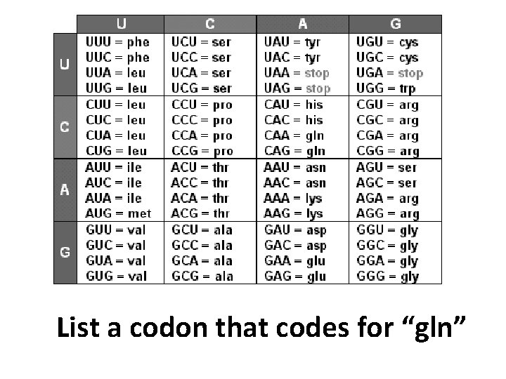 List a codon that codes for “gln” 