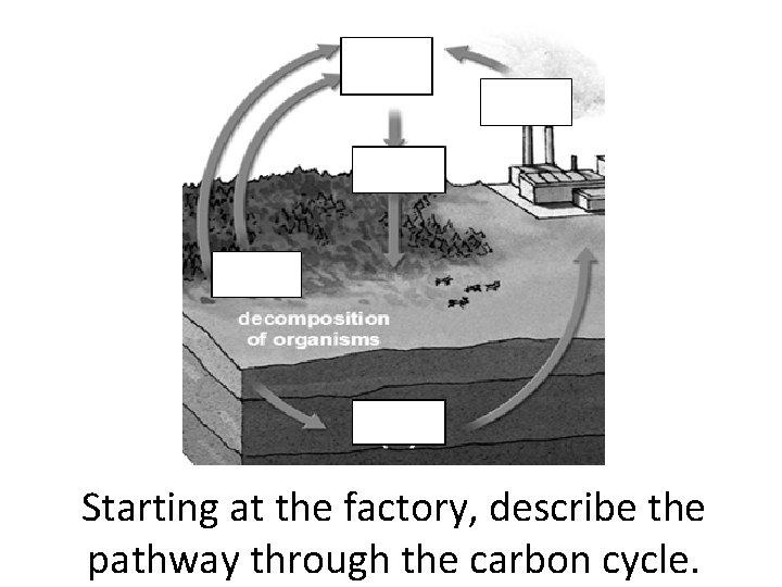 Starting at the factory, describe the pathway through the carbon cycle. 