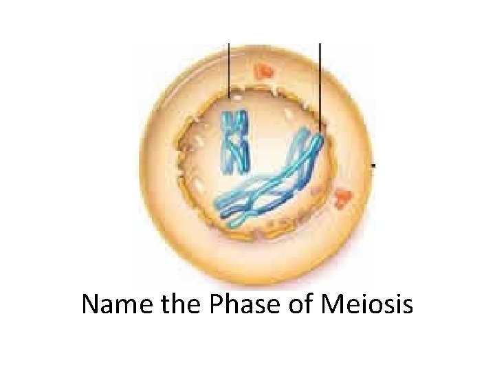 Name the Phase of Meiosis 