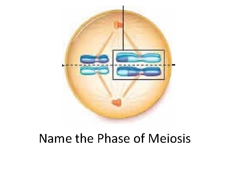 Name the Phase of Meiosis 