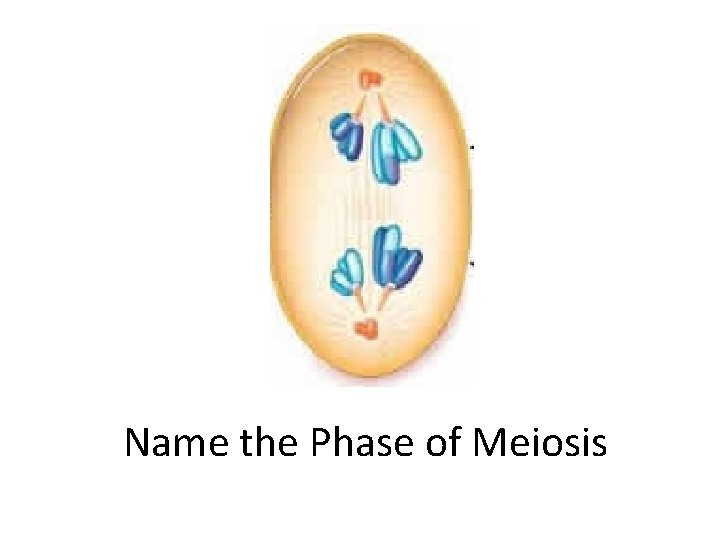 Name the Phase of Meiosis 