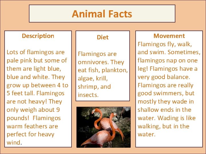 Animal Facts Description Diet Lots of flamingos are pale pink but some of them