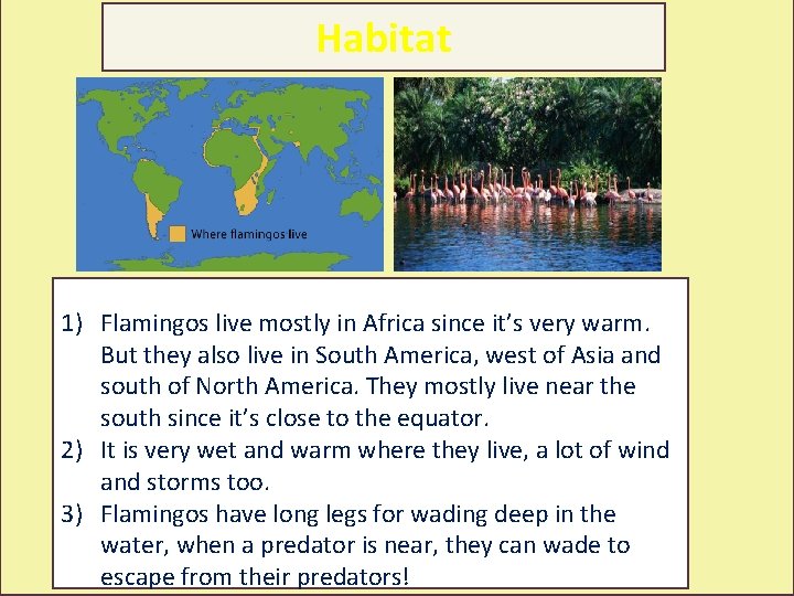 Habitat 1) Flamingos live mostly in Africa since it’s very warm. But they also