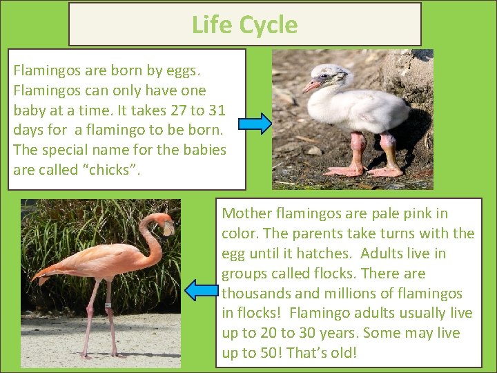 Life Cycle Flamingos are born by eggs. Flamingos can only have one baby at