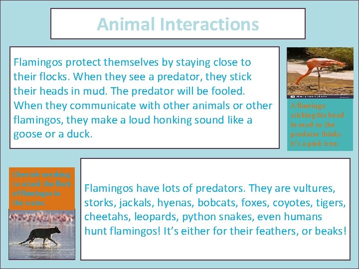 Animal Interactions Flamingos protect themselves by staying close to their flocks. When they see