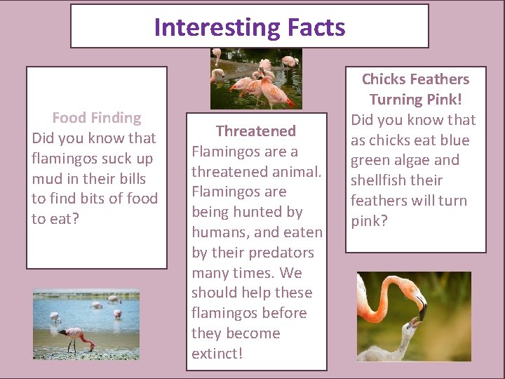 Interesting Facts Food Finding Did you know that flamingos suck up mud in their