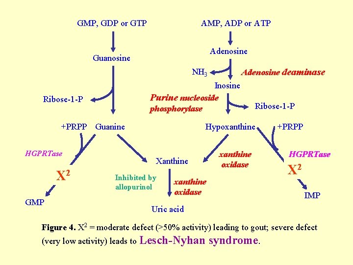 GMP, GDP or GTP AMP, ADP or ATP Adenosine Guanosine NH 3 Inosine Purine