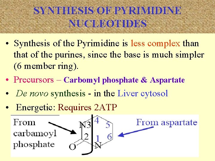 SYNTHESIS OF PYRIMIDINE NUCLEOTIDES • Synthesis of the Pyrimidine is less complex than that