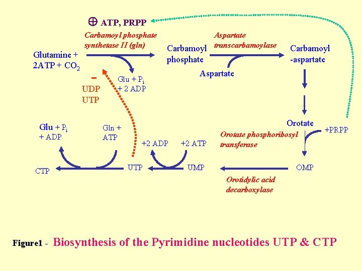  ATP, PRPP Carbamoyl phosphate synthetase II (gln) Glutamine + 2 ATP + CO