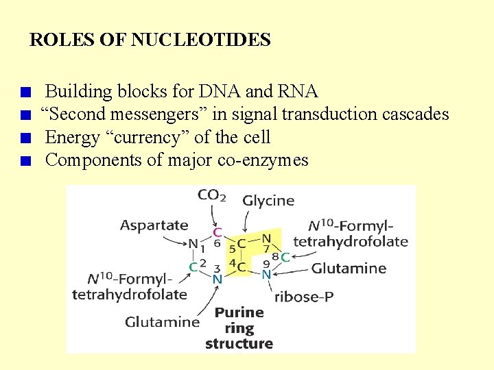 ROLES OF NUCLEOTIDES Building blocks for DNA and RNA “Second messengers” in signal transduction
