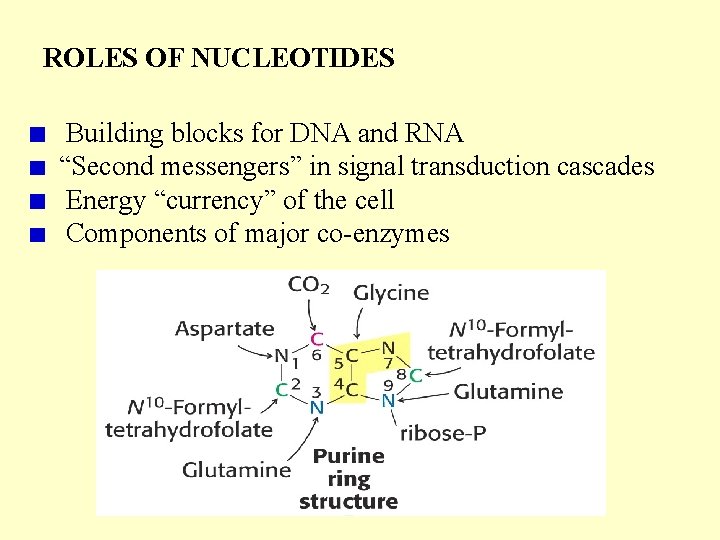 ROLES OF NUCLEOTIDES Building blocks for DNA and RNA “Second messengers” in signal transduction ROLES OF NUCLEOTIDES Building blocks for DNA and RNA “Second messengers” in signal transduction