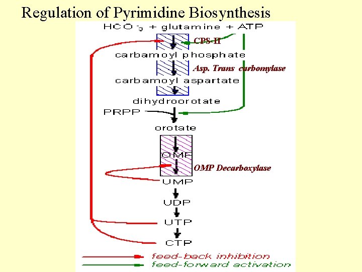 Regulation of Pyrimidine Biosynthesis CPS-II Asp. Trans carbomylase OMP Decarboxylase 