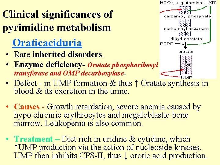 Clinical significances of pyrimidine metabolism Oraticaciduria • Rare inherited disorders. • Enzyme deficiency- Orotate Clinical significances of pyrimidine metabolism Oraticaciduria • Rare inherited disorders. • Enzyme deficiency- Orotate