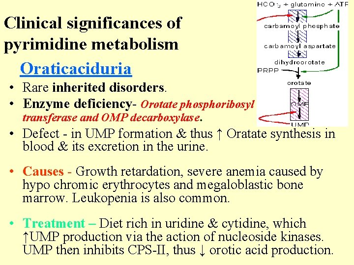 Clinical significances of pyrimidine metabolism Oraticaciduria • Rare inherited disorders. • Enzyme deficiency- Orotate