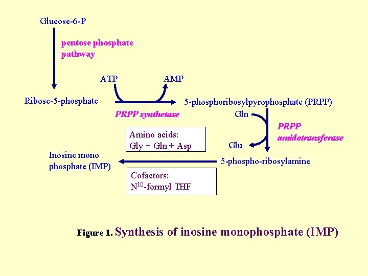 Glucose-6 -P pentose phosphate pathway ATP Ribose-5 -phosphate Inosine mono phosphate (IMP) AMP 5