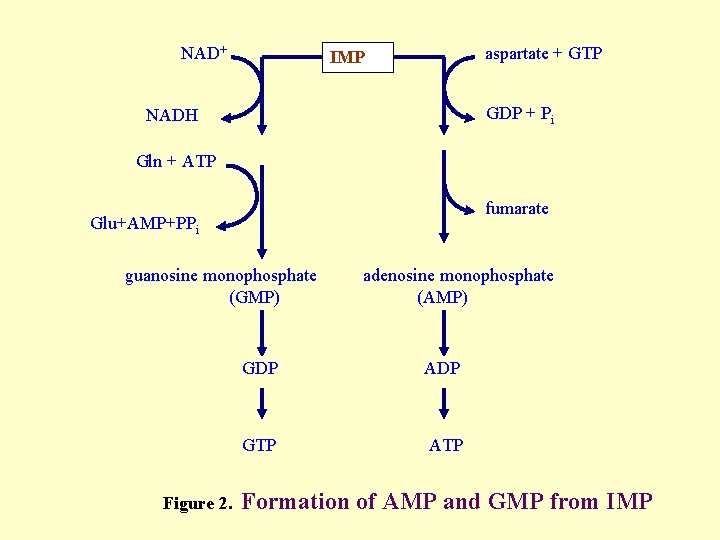 NAD+ aspartate + GTP IMP GDP + Pi NADH Gln + ATP fumarate Glu+AMP+PPi