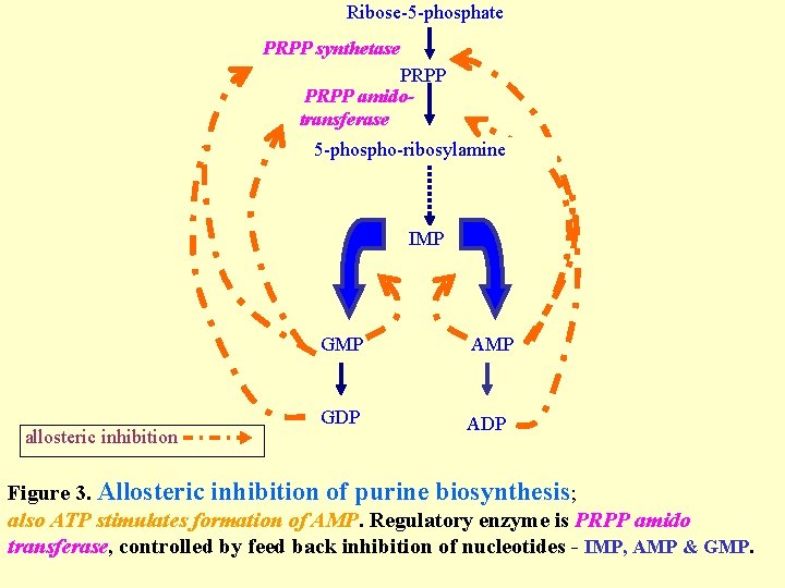 Ribose-5 -phosphate PRPP synthetase PRPP amidotransferase 5 -phospho-ribosylamine IMP allosteric inhibition GMP AMP GDP