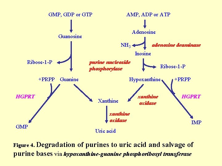 GMP, GDP or GTP AMP, ADP or ATP Adenosine Guanosine NH 3 adenosine deaminase