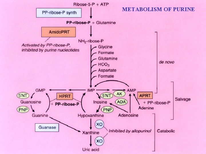 METABOLISM OF PURINE METABOLISM OF PURINE
