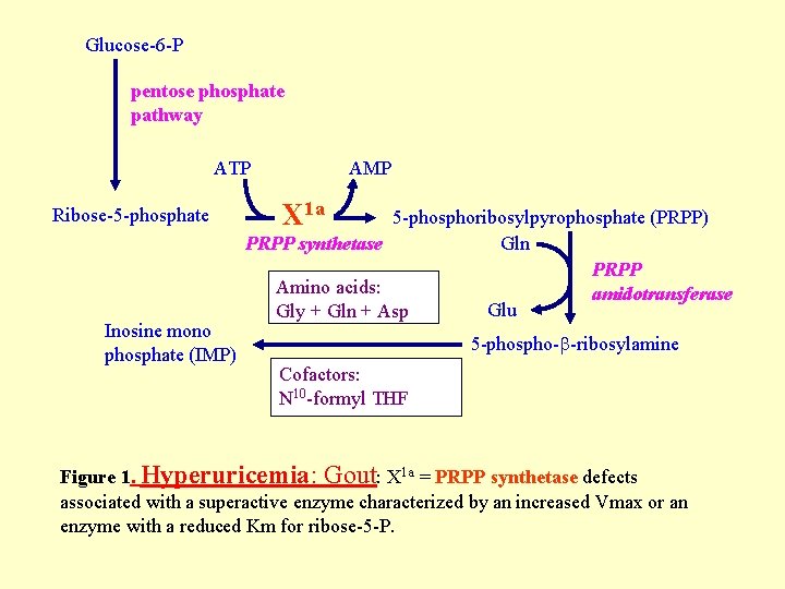 Glucose-6 -P pentose phosphate pathway ATP Ribose-5 -phosphate Inosine mono phosphate (IMP) AMP X Glucose-6 -P pentose phosphate pathway ATP Ribose-5 -phosphate Inosine mono phosphate (IMP) AMP X