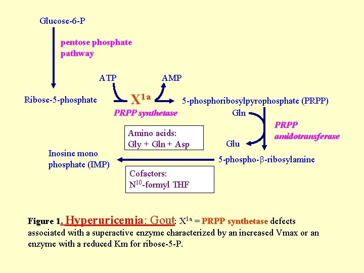 Glucose-6 -P pentose phosphate pathway ATP Ribose-5 -phosphate Inosine mono phosphate (IMP) AMP X