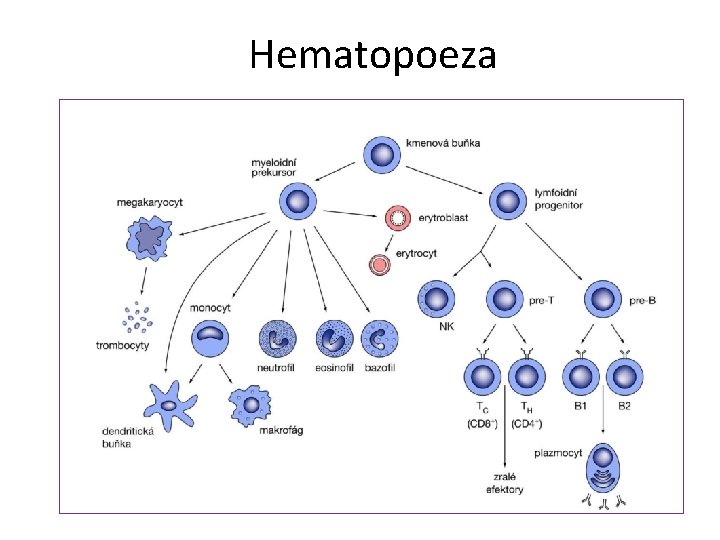 Hematopoeza 