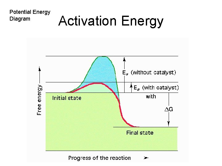 Potential Energy Diagram Activation Energy 