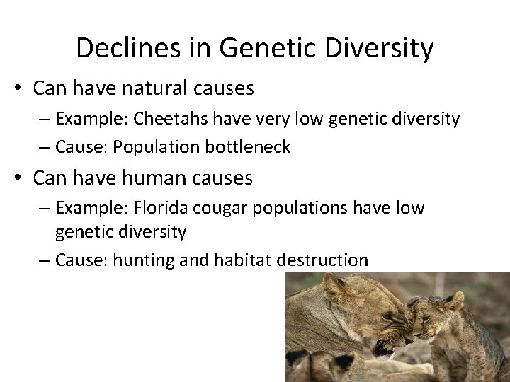 Declines in Genetic Diversity • Can have natural causes – Example: Cheetahs have very