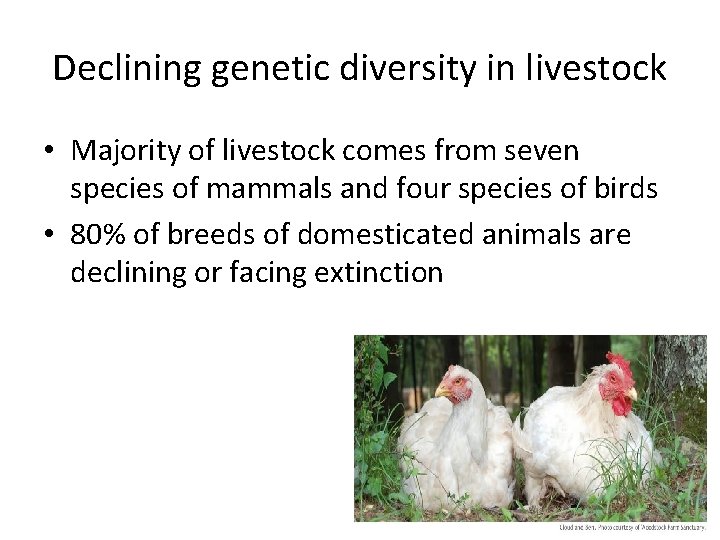 Declining genetic diversity in livestock • Majority of livestock comes from seven species of