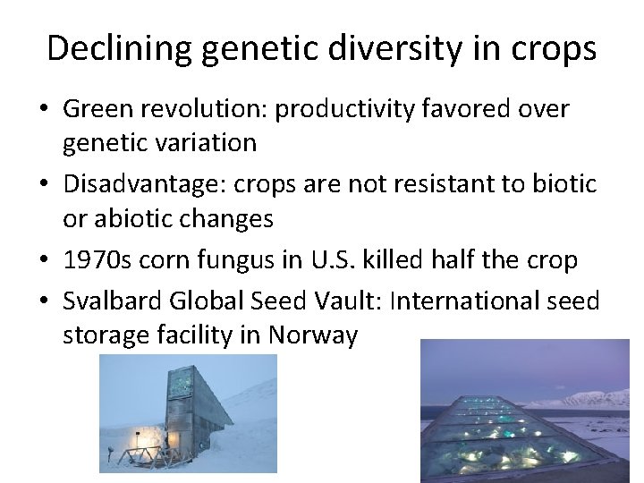 Declining genetic diversity in crops • Green revolution: productivity favored over genetic variation •
