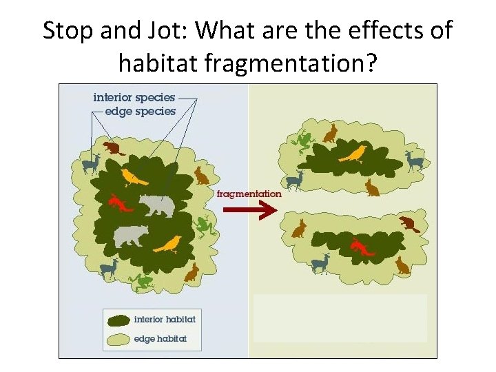 Stop and Jot: What are the effects of habitat fragmentation? 
