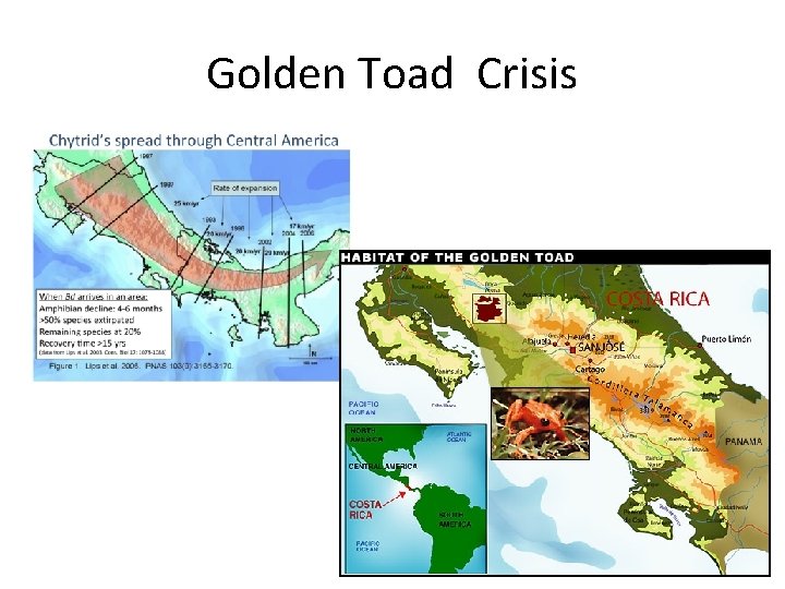 Golden Toad Crisis 
