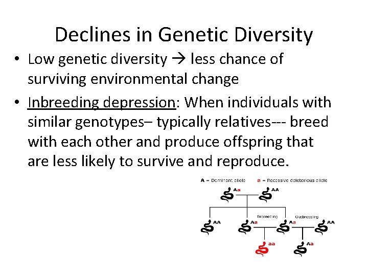 Declines in Genetic Diversity • Low genetic diversity less chance of surviving environmental change