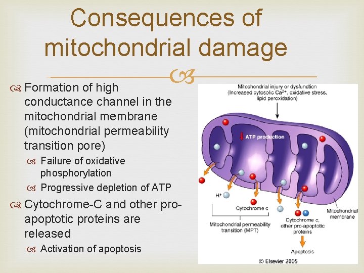 Consequences of mitochondrial damage Formation of high conductance channel in the mitochondrial membrane (mitochondrial