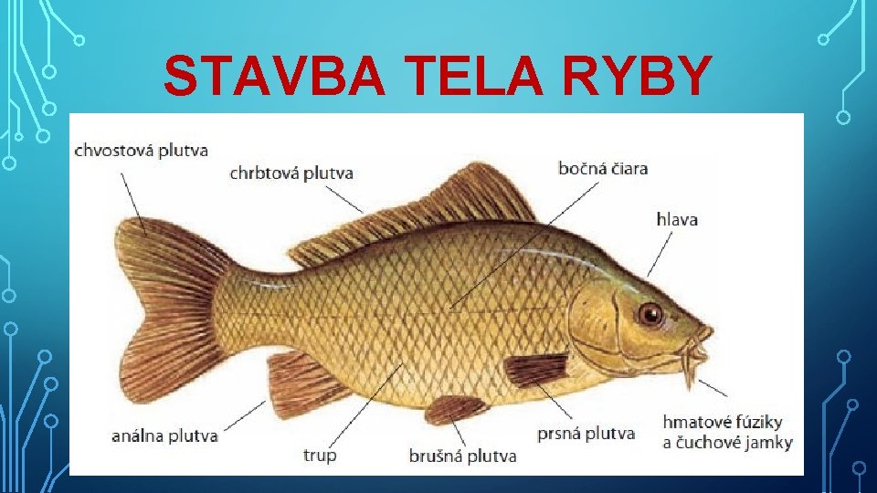 STAVBA TELA RYBY 