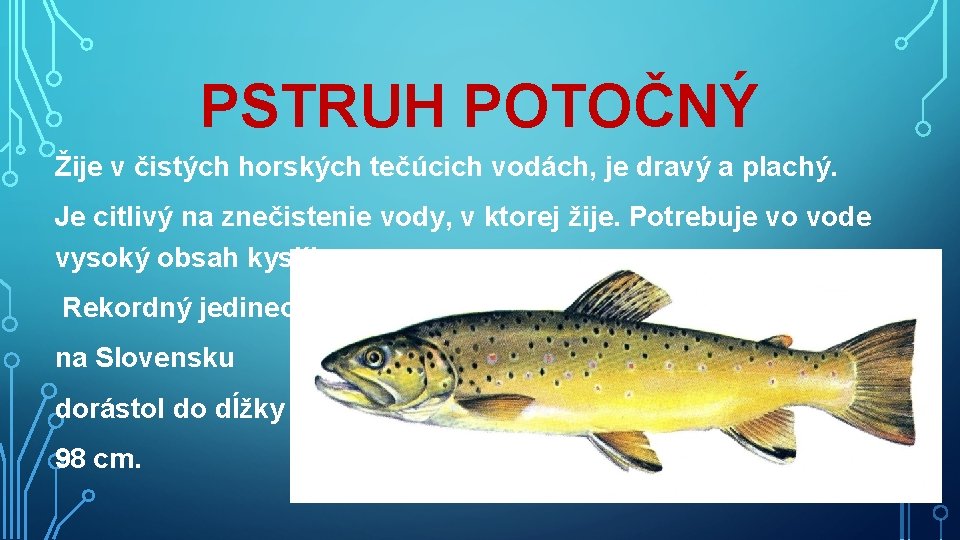 PSTRUH POTOČNÝ Žije v čistých horských tečúcich vodách, je dravý a plachý. Je citlivý