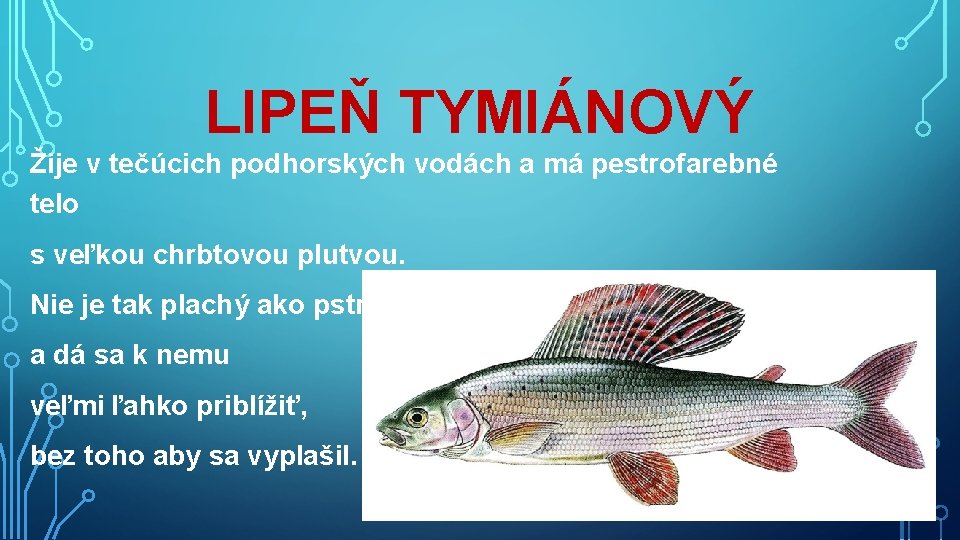 LIPEŇ TYMIÁNOVÝ Žije v tečúcich podhorských vodách a má pestrofarebné telo s veľkou chrbtovou